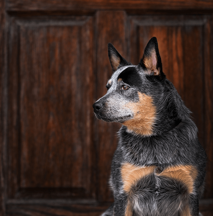 Blue Heeler dog