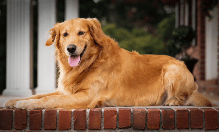 Golden Retriever Dog
