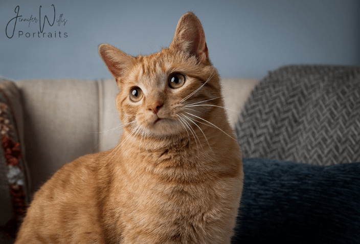 Orange Tabby Cat