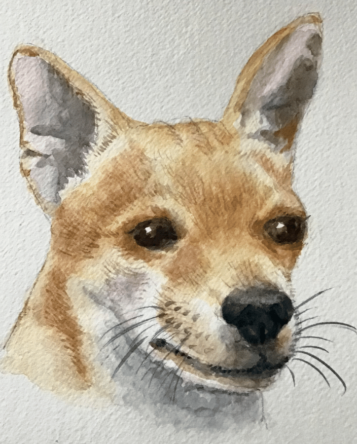 Chihuahua 