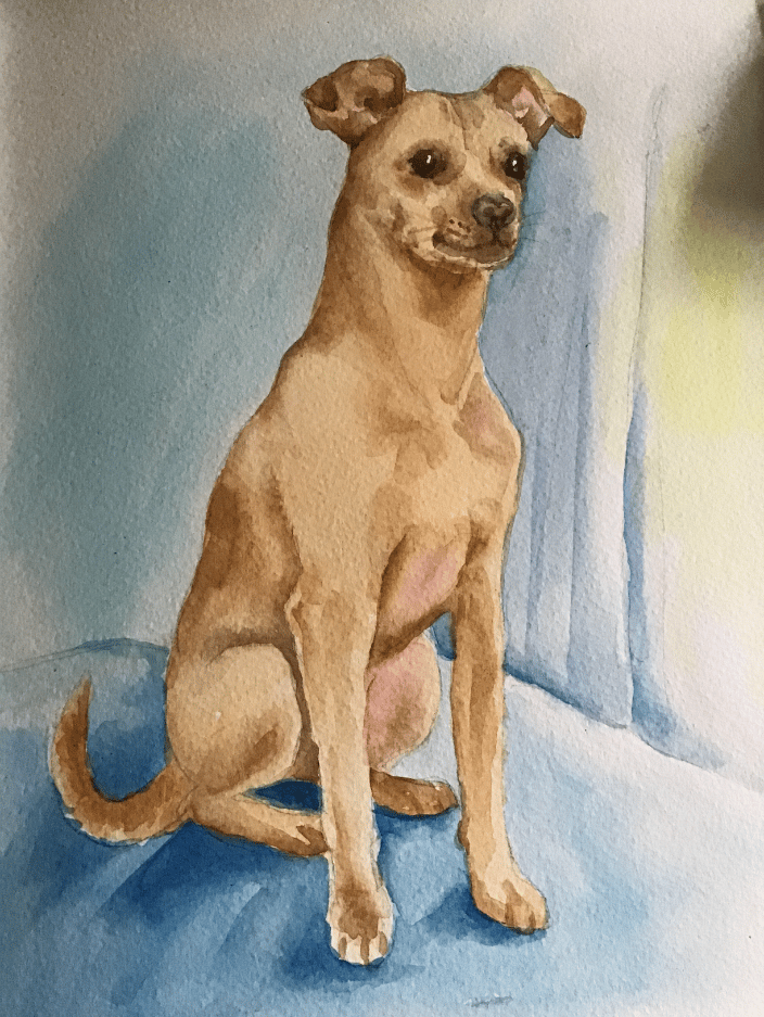 A Miniature Pincher