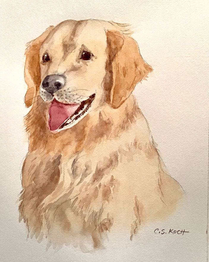 A Golden Retriever 