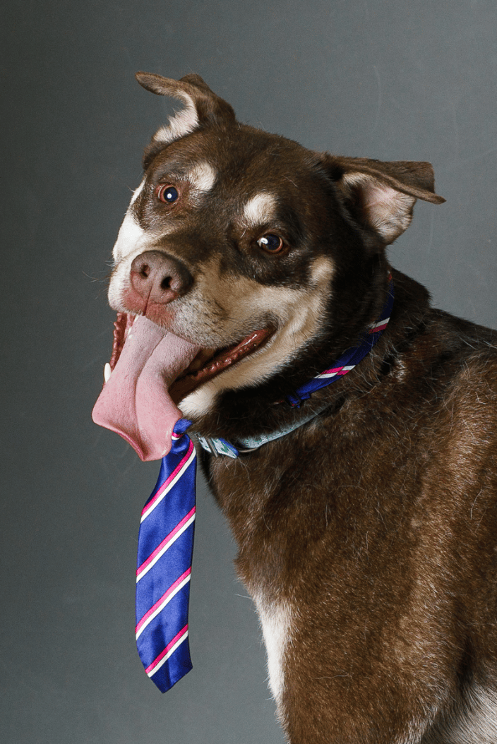 Happy dog wearing a dog with tongue hanging out