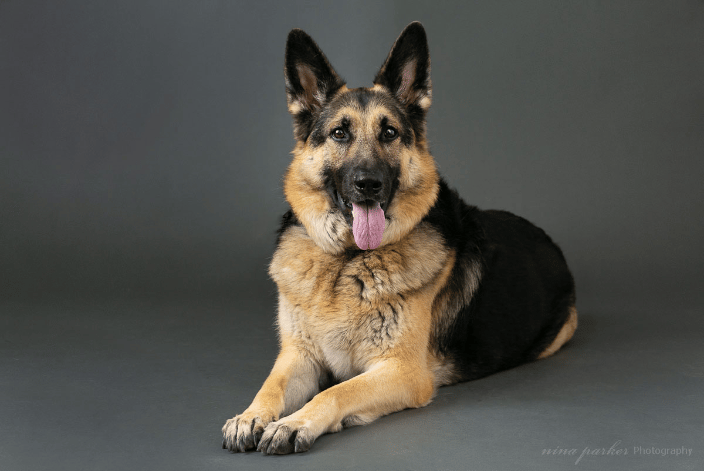German Shepherd dog - studio portrait on grey background
