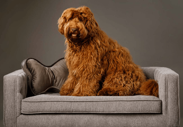 copper Aussiedoodle studio portrait on couch with dog shaped pillow