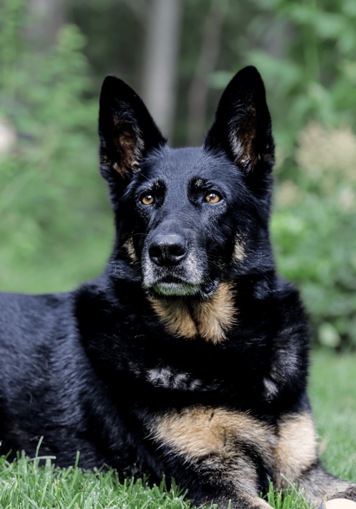 Uki was rescued by Lesley in Maine