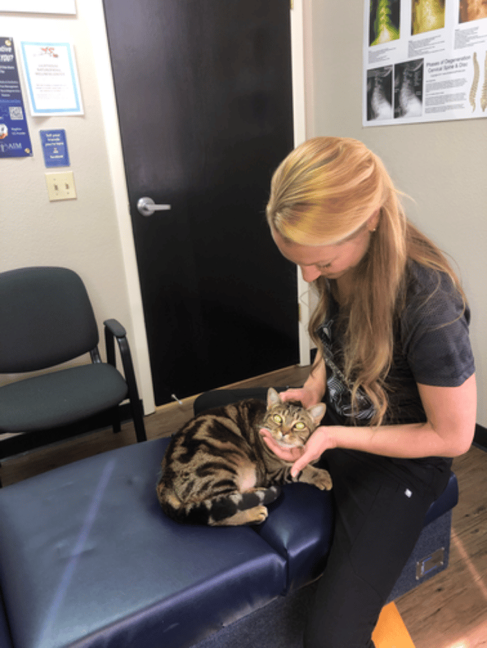 Feline Chiropractic