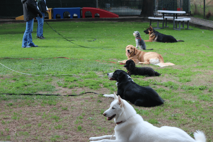 Basic obedience croup class practicing down-stay.