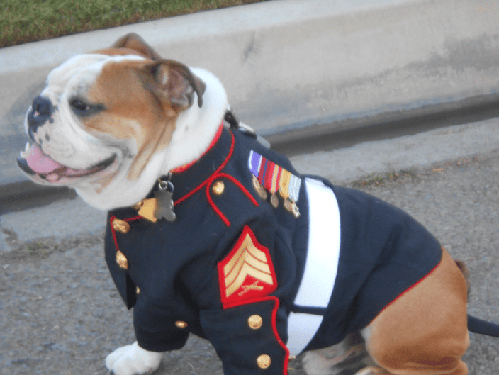 Sargent Caesar, Alumni Therapy Dog in his dressed blues.