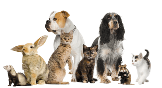 Animals we cremate