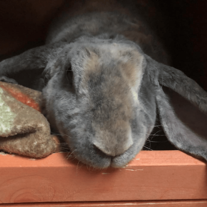 Daithi...the most amazing rabbit!