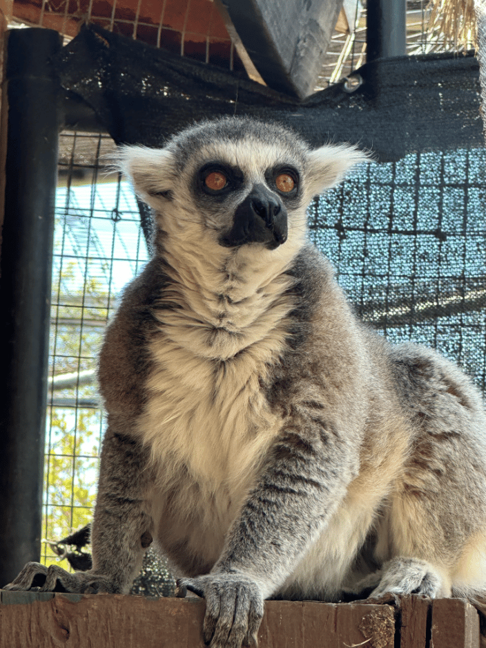 Up close at the local sanctuary