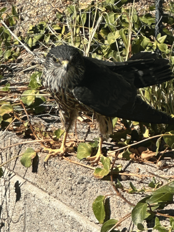 Saving baby hawks at home