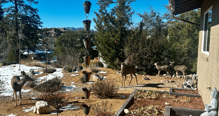 Deer family visits