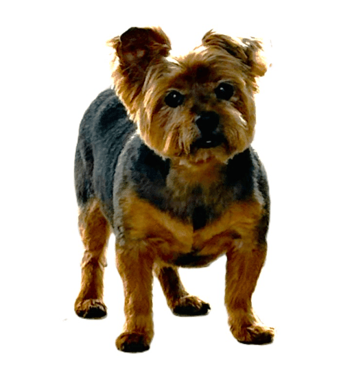 Yorkie Doodle Dandy - Loved his grooming!