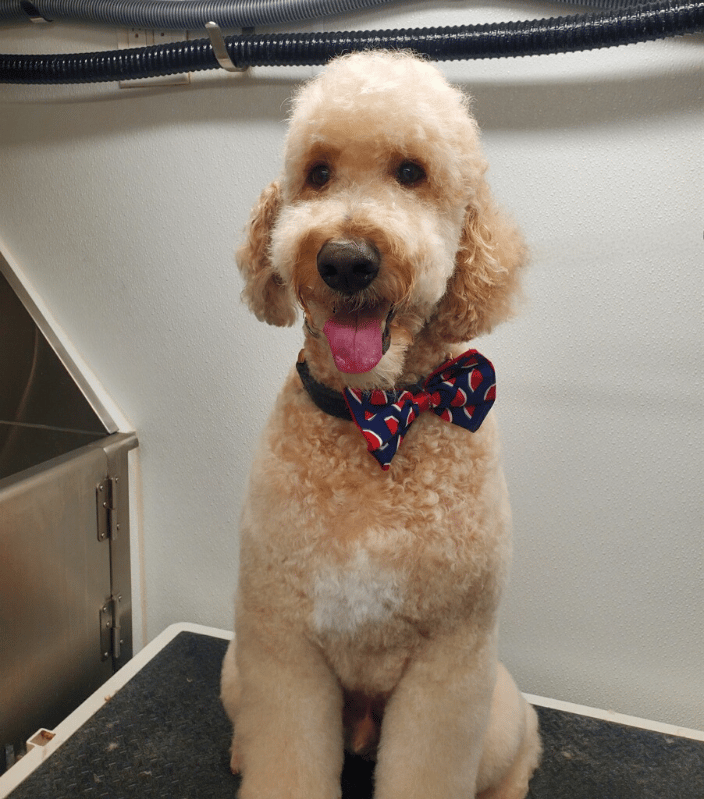 Doodle with a Teddy Bear cut