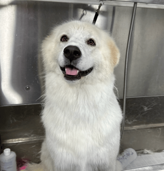 Great Pyrenees after a Deshed 