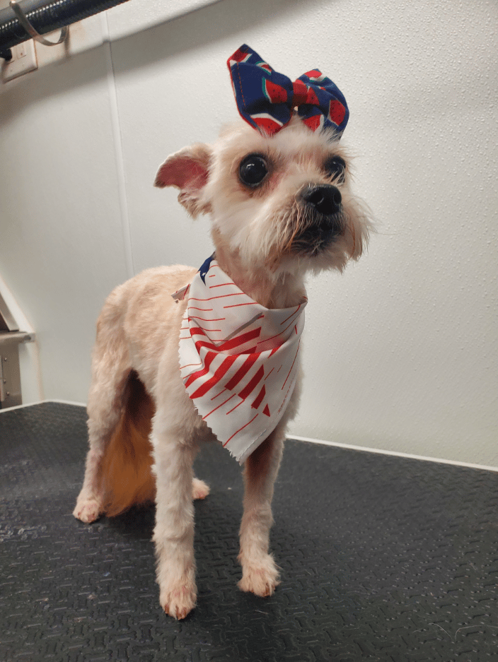 SuperStar petite pup!