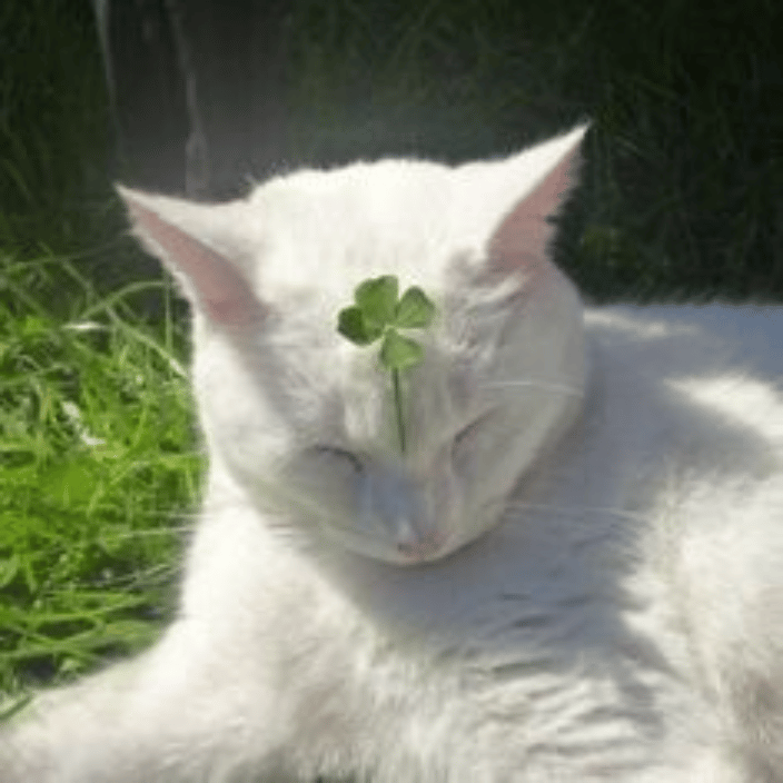 A pet I use to sit