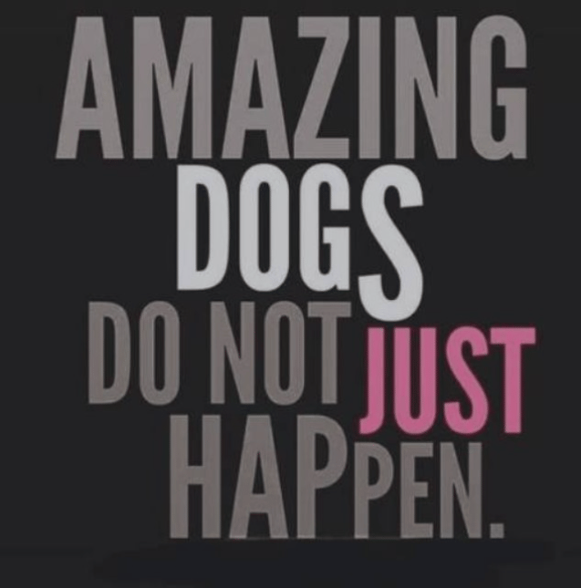 We make dogs amazing