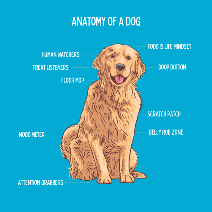 anatomy of a dog