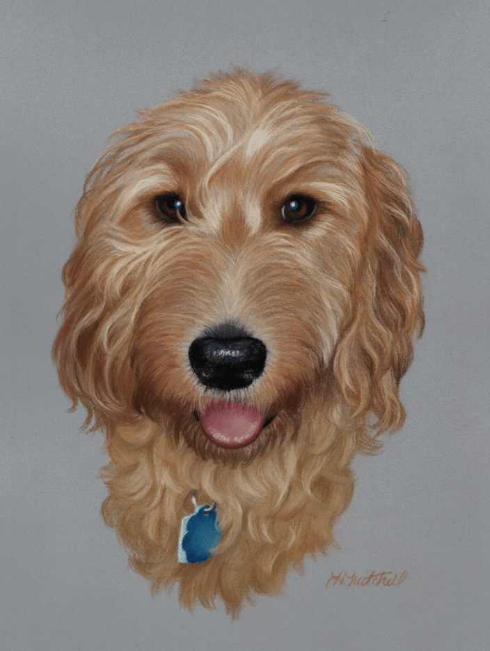 This 11" x 14" pastel drawing of a labradoodle was created by pet artist Heather Mitchell, for a client who commissioned the artwork. 