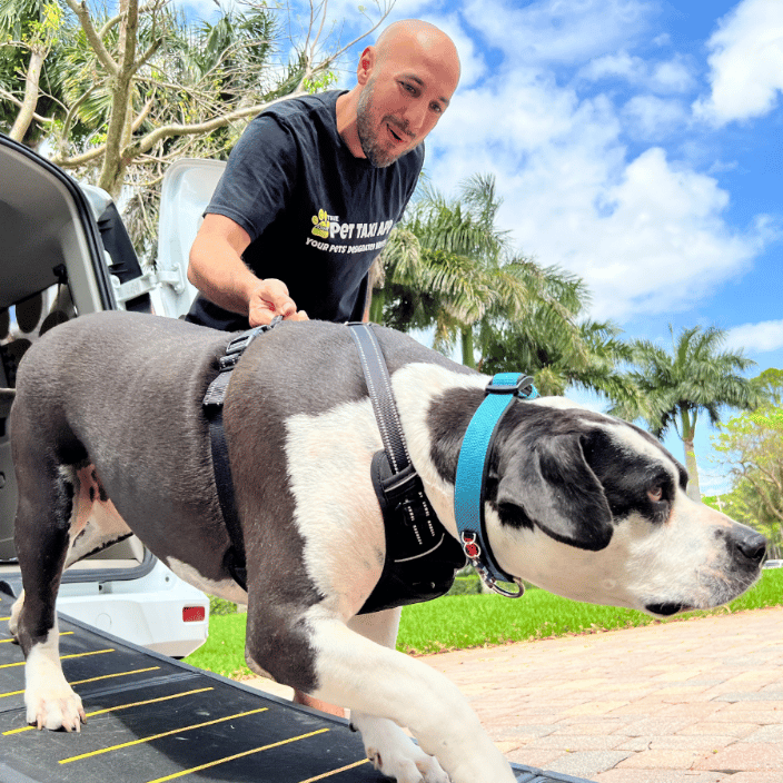 Pet Taxi uses ramp to help senior dog get out of vehicle safely