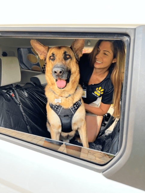 Pet-safety seatbelt and harness provided when your dog rides with The Pet Taxi