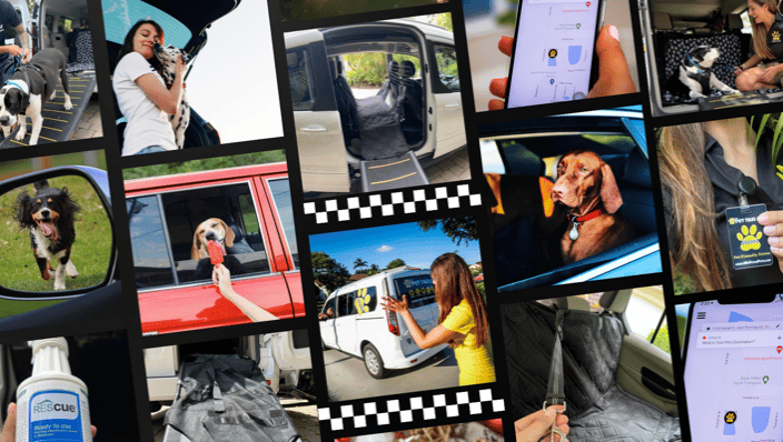 The Pet Taxi of Palm Beach County