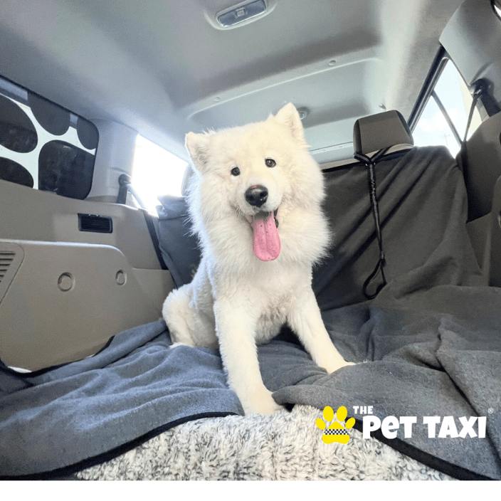Orthopedic beds provided for your senior dog