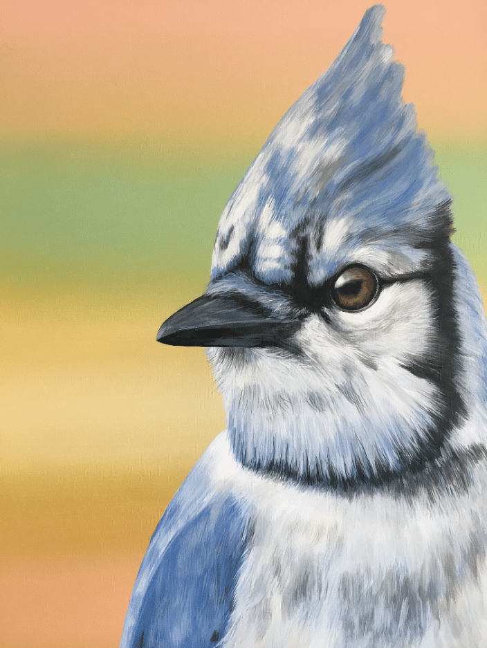 Bluejay portrait