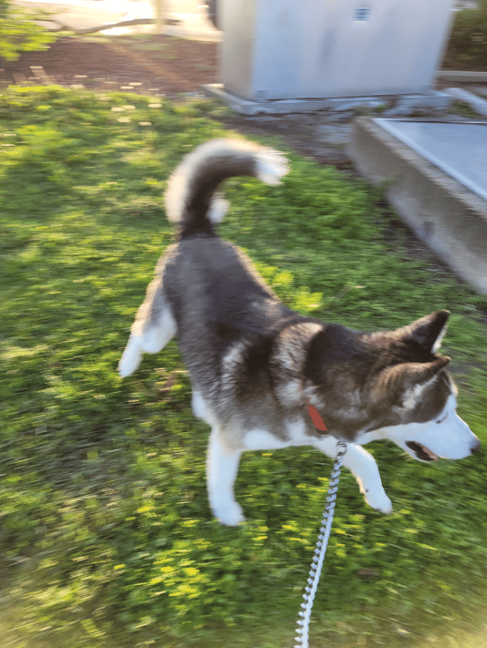 Transported Husky