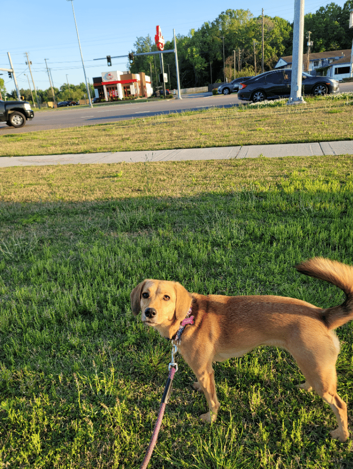 Mix dog transported from CA to NC