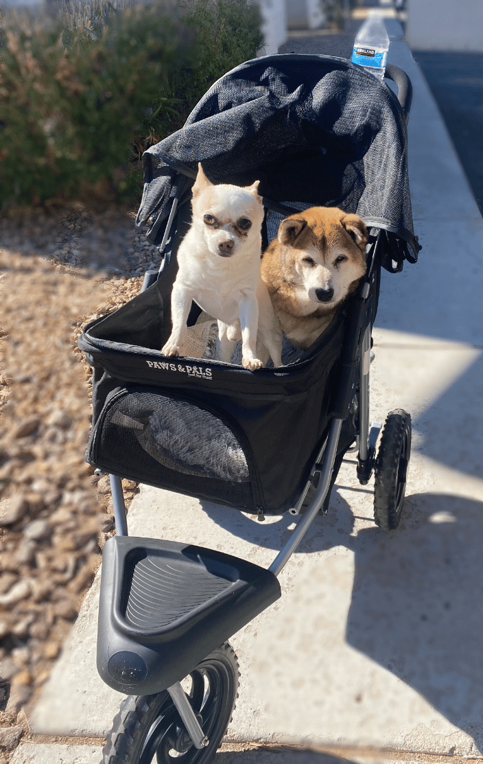 Taking the fur babies for stroll! Dogs Cruising in stroller.