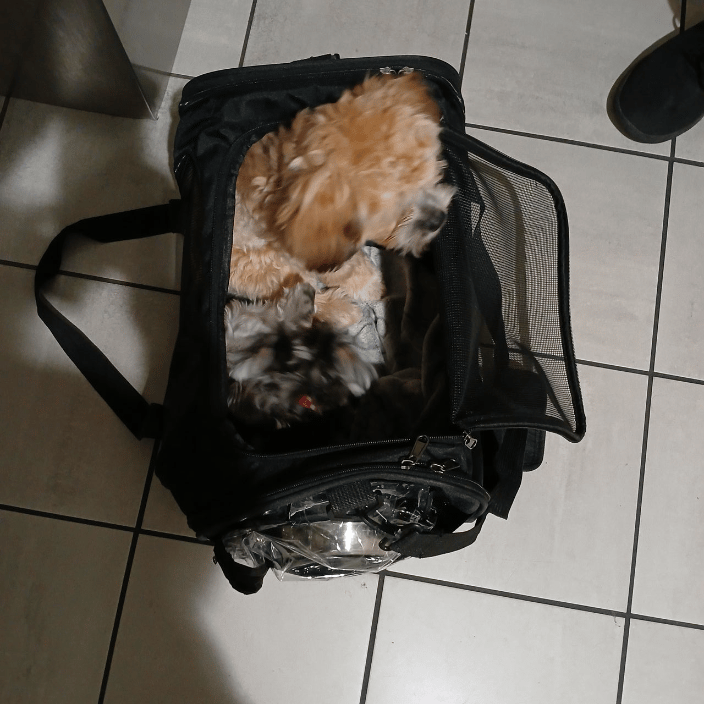 Maddi left her crate to join Murphy :-)
