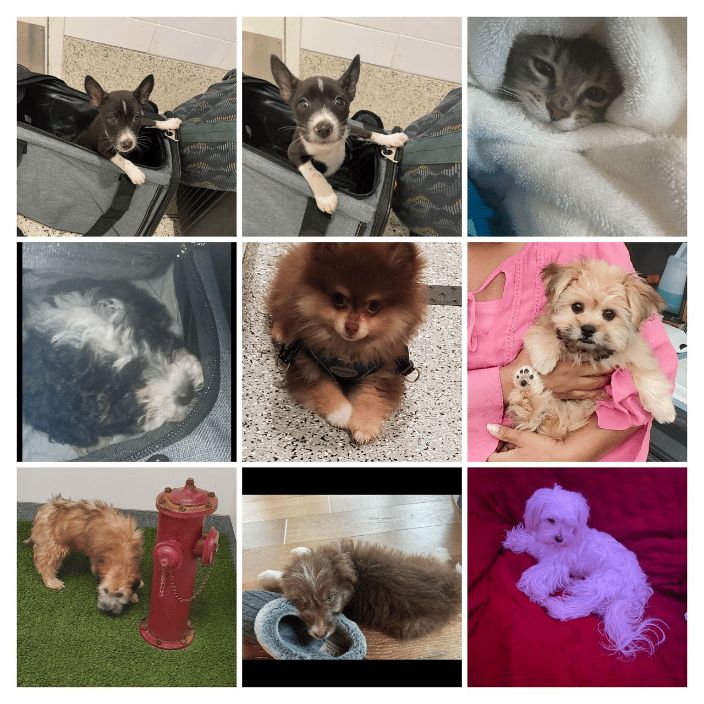 Happy pets collage