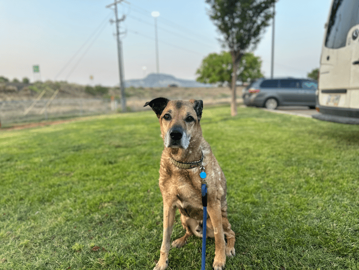 Goodest Boy :)
