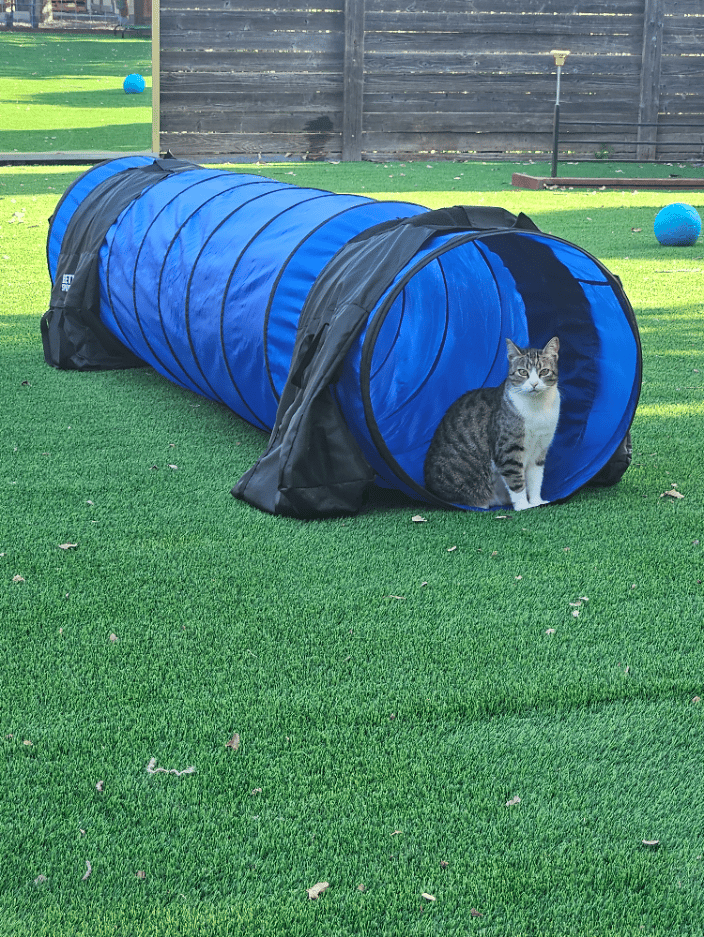 Resident cat