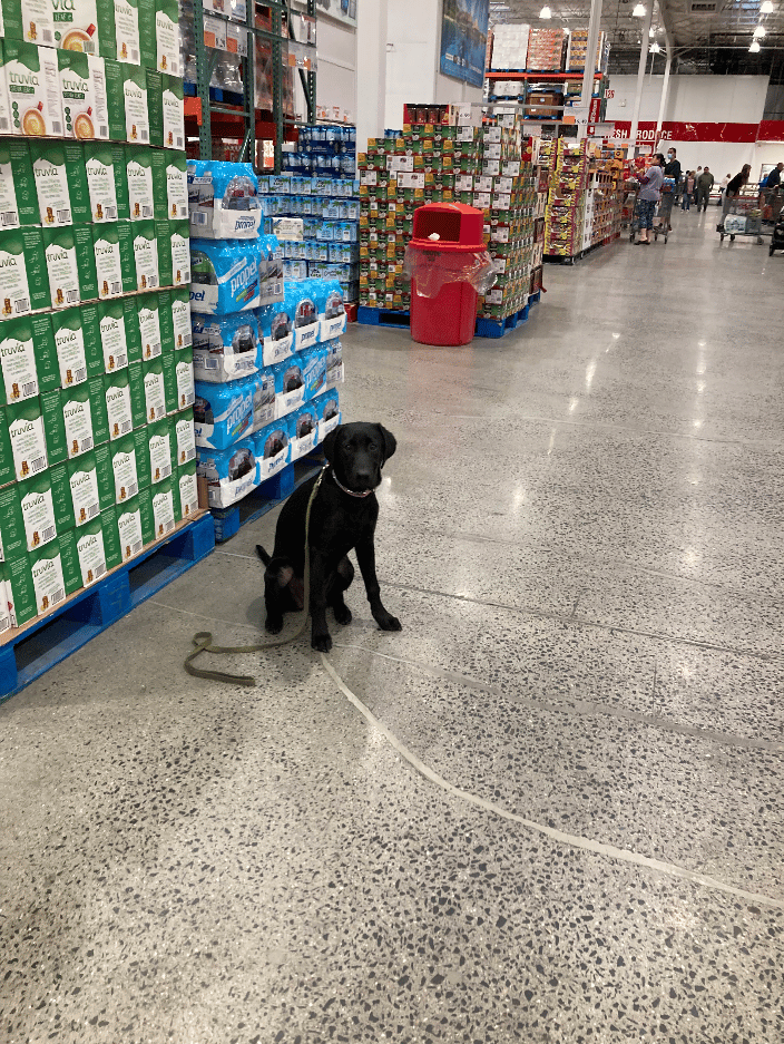 Service dog training in Costco