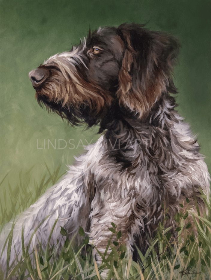 German Wirehaired Pointer