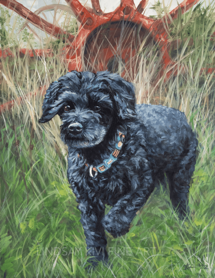 Toy Poodle