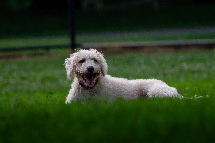 Dog (Lando) Laying in Grass