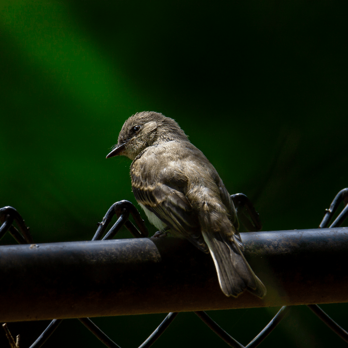 Bird on a fence while the sun shines on it