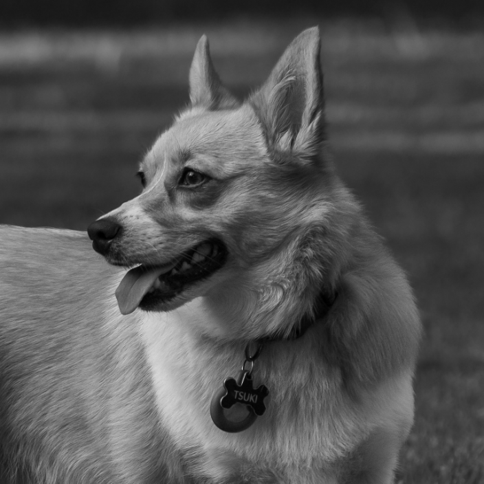 Corgi (Tsuki) Looking off frame during photoshoot