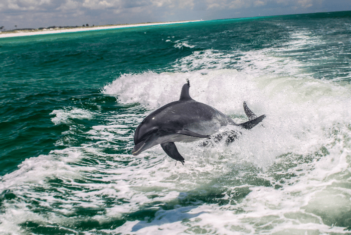 Dolphin breaching water