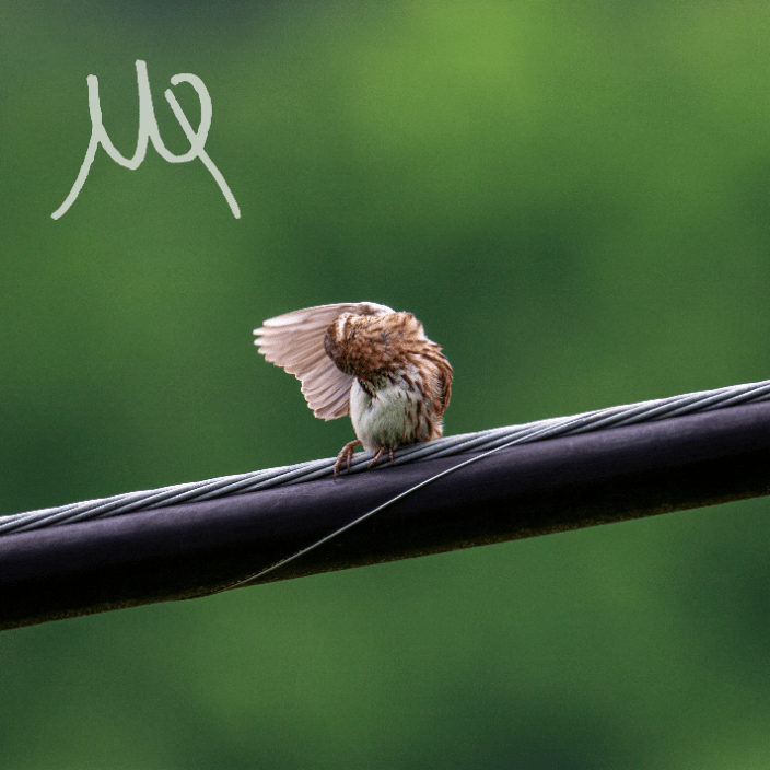 Bird Cleaning it's wing after a rainstorm