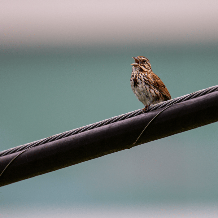 Bird Chirping