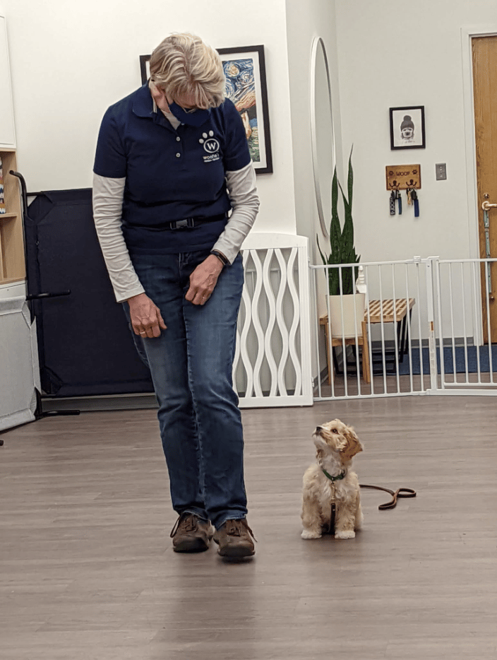 Puppy Training