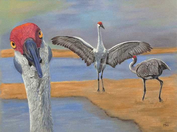Sandhill Cranes