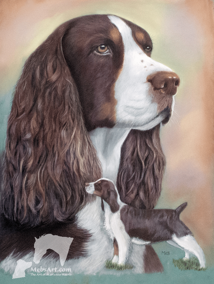 Springer Spaniel Portrait